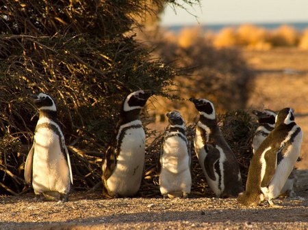 pinguinos-punta-tombo-2jpg