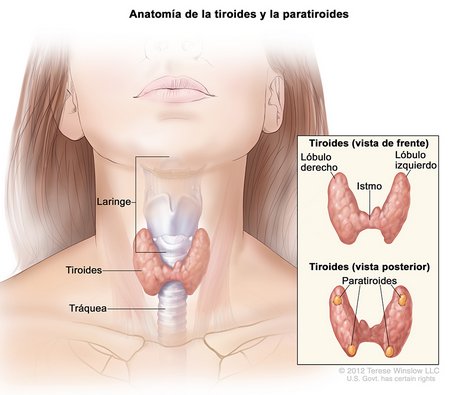 thyroid diagram spanish