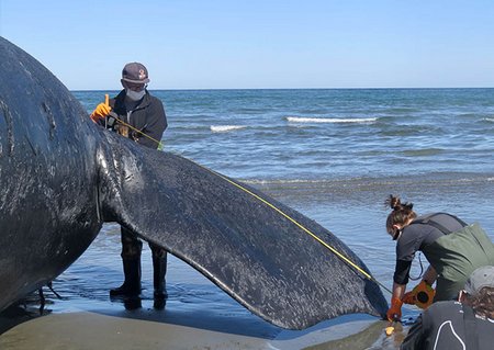 Chubut: ya son 13 las ballenas que aparecieron muertas en Puerto Pirámides
