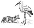 Der Fuchs und der Storch – Fabel