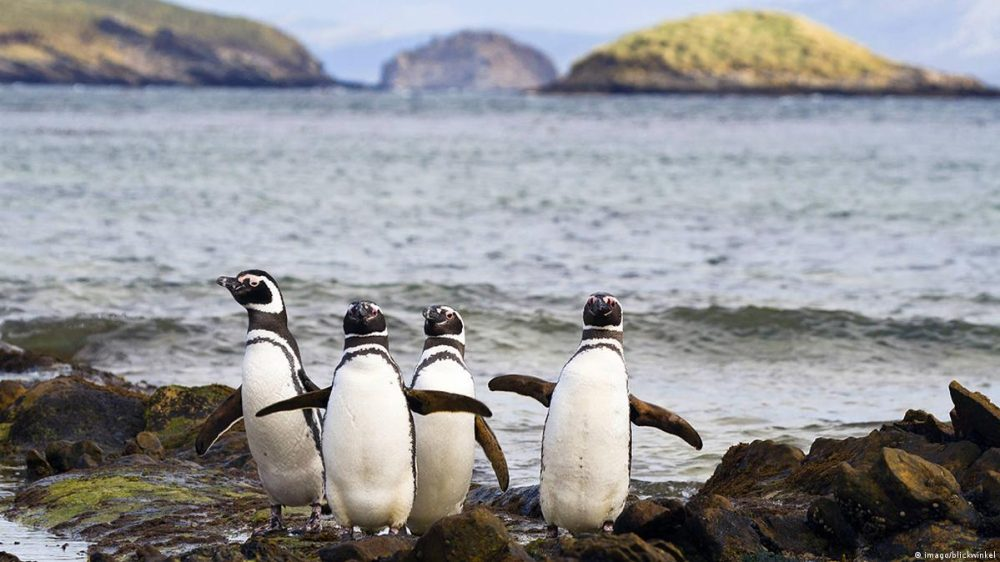 Hacia qué lugar de la Patagonia va una de las mayores colonias de pingüinos de Magallanes