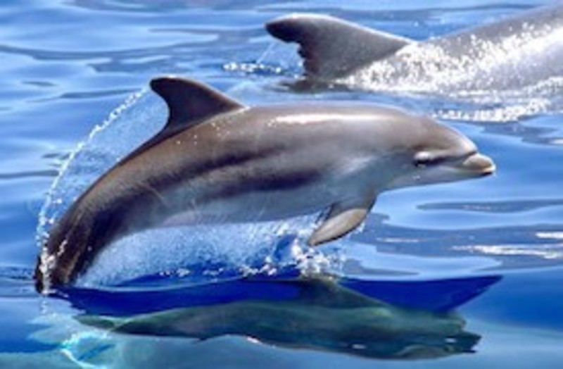 Avistamiento de Delfines en Río Gallegos