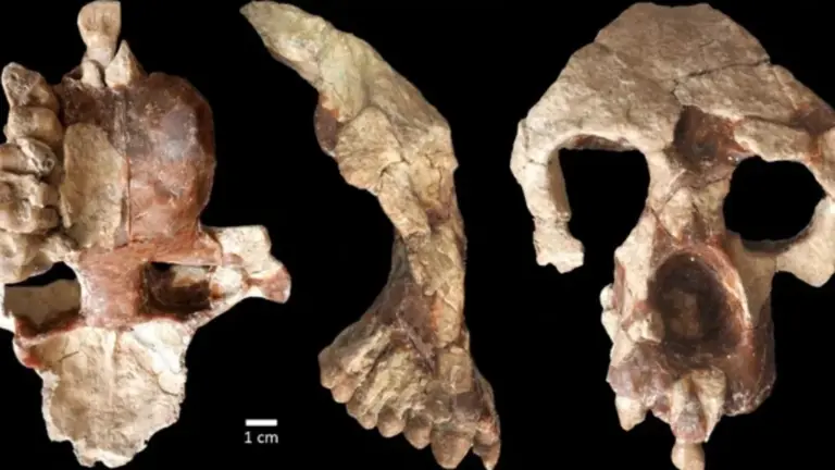 Los humanos se originaron en Europa, no en África, según un descubrimiento fósil