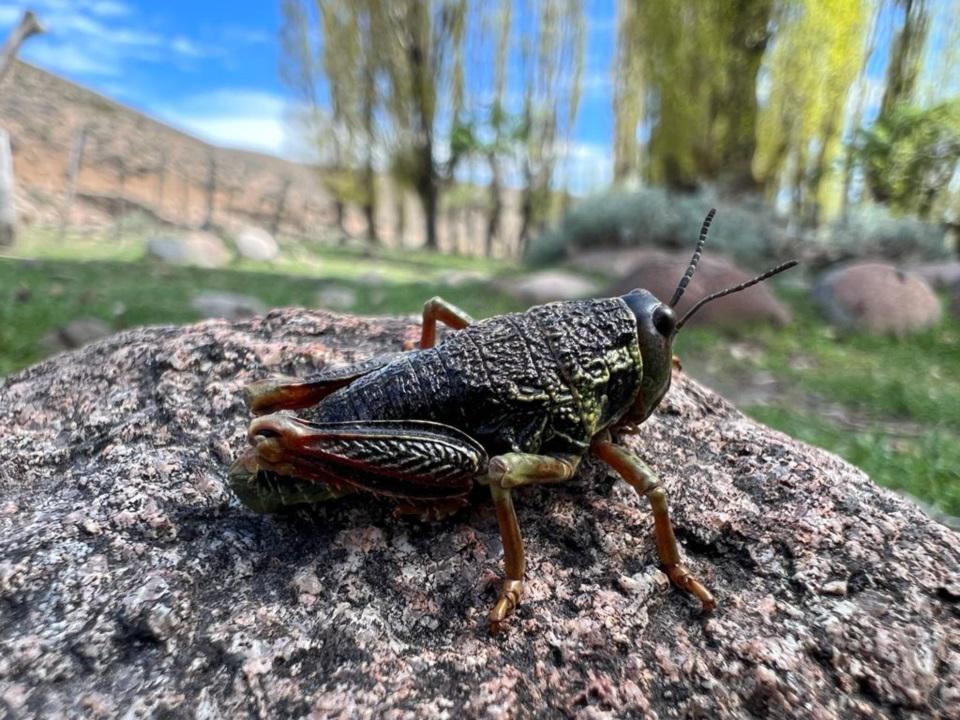 El Senasa declaró la alerta fitosanitaria en Santa Cruz y Río Negro por la aparición de tucura sapo